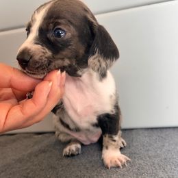 Opal - Dapple female Dachshund puppy in Los Angeles, California from Dachshunds of the Desert