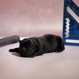 Rocky - Black male Mi-Ki puppy in Wales, Wisconsin from Phantastic Mi-kis