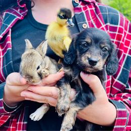 SALLIE AKC - Brindle female Dachshund puppy in Delano, Tennessee from Olive Branch Acres