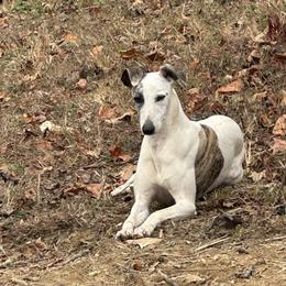 Alexis - Whippet