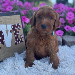 Mick - Red  male Goldendoodle puppy in Oxford, Pennsylvania from FriendlyPals