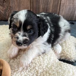 Roxie - Blue merle female Miniature Australian Shepherd puppy in Geary, Oklahoma from Helm Farms Aussies