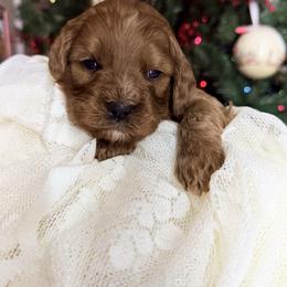 Ivy - Red female Cavapoo puppy in Melissa, Texas from Southern Love Cavapoos & Maltipoos