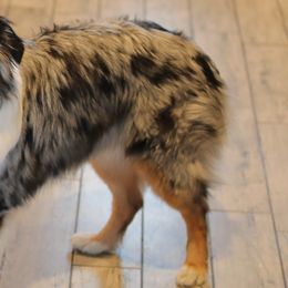 TUCKER - Australian Shepherd