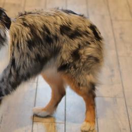 TUCKER - Australian Shepherd