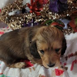 Dachshund Puppies from CLARK'S BREEDING PROGRAM