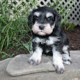 Jason DNA Clear - Black and silver male Miniature Schnauzer puppy in Pennsylvania from Sweet Pups