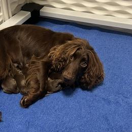 No collar male - Liver male English Cocker Spaniel puppy in Stokesdale, North Carolina from Belews Creek Gundogs
