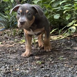 Junior - Lilac tri-color male American Bully puppy in Tallahassee, Florida from Alpha Street Bully Kennels