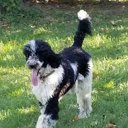Diamond - Poodle