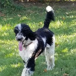 Diamond - Poodle