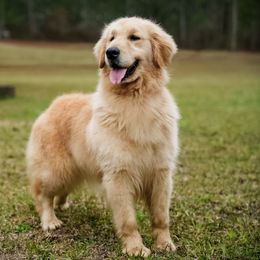 Penny - Golden Retriever