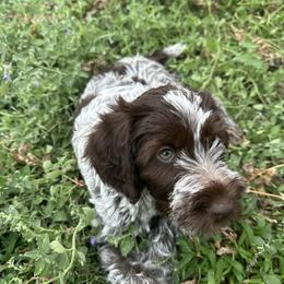 Wirehaired Pointing Griffon Puppies from Pine Barren Griffons