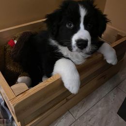 Australian Shepherd and Collie Puppies from Nicara kennel