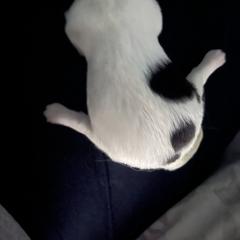 Boy 3 - White and black male Japanese Chin puppy in Connecticut from Lissette's pups chins and bullies