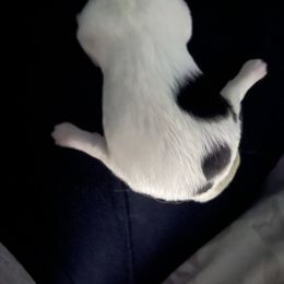 Boy 3 - White and black male Japanese Chin puppy in Connecticut from Lissette's pups chins and bullies