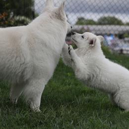 Berger Blanc Suisse Puppies from Nasha Comanda White Swiss Shepherds