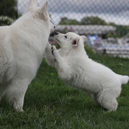 Berger Blanc Suisse Puppies from Nasha Comanda White Swiss Shepherds