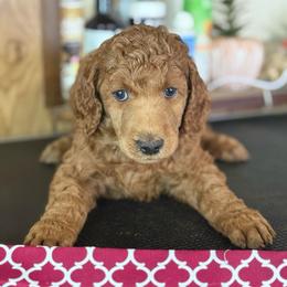 Aurora - Red  female Poodle puppy in Mount Vernon, Illinois from AMC Poodles