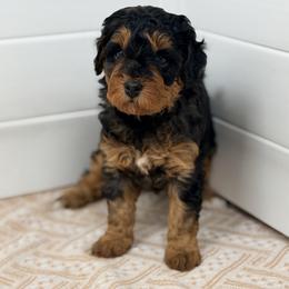 Ice Cream - Pink - Merle female Bernedoodle puppy in Charleston, South Carolina from Palm Belle Doodles