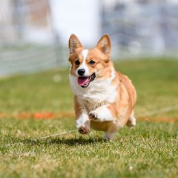 Patsy - Pembroke Welsh Corgi