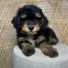 Mini Multigen - Tri-color male Bernedoodle puppy in Belgreen, Alabama from Scott’s Farm Poodles and Doodles
