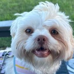 Shih Tzu Puppies from N.F.S.T Imperial ShihTzu Puppies.