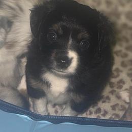 Remi - Black tri female Toy Australian Shepherd puppy in Alabaster, Alabama from Bama Belle Aussies