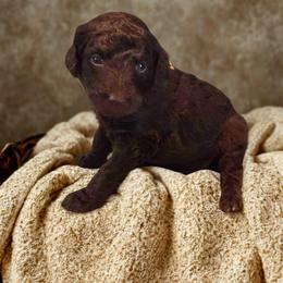 Dixie-lavender collar - Brown female Bernedoodle puppy in Aurora, Colorado from Simply Amazing Doodles