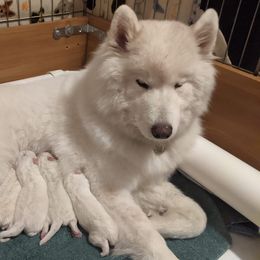 Samoyeds from Singing Dog