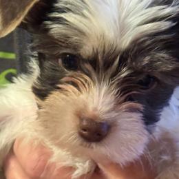 Puppy 3 - Chocolate and tan female Yorkshire Terrier puppy in Elizabeth, Indiana from Dwayne’s Yorkshire Terriers