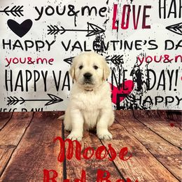 Moose (Red Collar) - Golden Retriever puppy from River City Golden Retrievers
