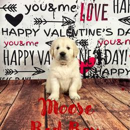Moose (Red Collar) - Golden Retriever puppy from River City Golden Retrievers