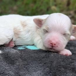 Jessie - Gold and white female Shihpoo puppy in Coshocton, Ohio from Forever Family Puppies