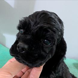 Green boy - Black male Cocker Spaniel puppy in Hernando, Florida from Blackwater Kennel