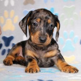Breki - Back Dapple Male - Dapple male Dachshund puppy in Red Bud, Illinois from Midwest Miniature Dachshunds