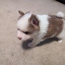 Pomsky Puppies from Tony Hwang