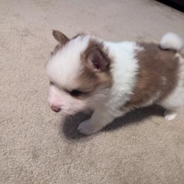 Pomsky Puppies from Tony Hwang