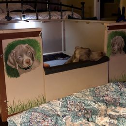 Weimaraner Puppies from Zauberhaft Weimaraners