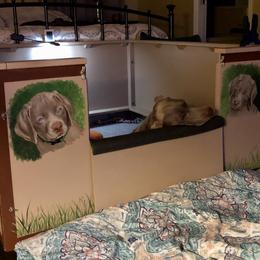 Weimaraner Puppies from Zauberhaft Weimaraners