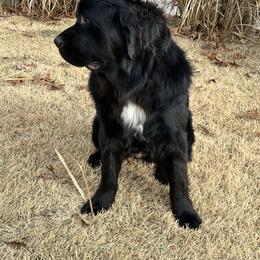 AKC Daisy Mae - Black female Newfoundland puppy in Marshall, Missouri from Majestic Gentle Giants