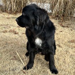 AKC Daisy Mae - Black female Newfoundland puppy in Marshall, Missouri from Majestic Gentle Giants