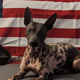 Bare - American Hairless Terrier