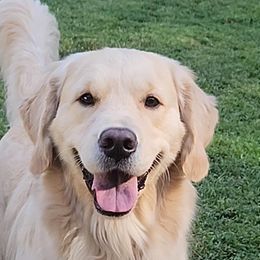 Lacey - Golden Retriever