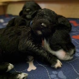 Portuguese Water Dog Puppies from Presidio PWDs