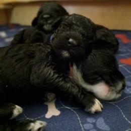Portuguese Water Dog Puppies from Presidio PWDs