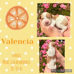 Valencia - Parti female Goldendoodle puppy in Chattanooga, Tennessee from Scenic City Doodles