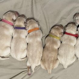 Labrador Retrievers from Marshland Labradors