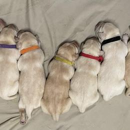 Labrador Retrievers from Marshland Labradors