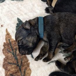 Titan - Sable male German Shepherd puppy in Southern Maryland, Maryland from Reddington Shepherds
